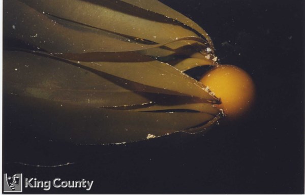 Photo of Nereocystis luetkeana